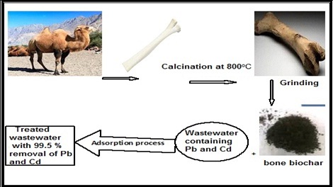 Adsorption of Cd(II) and Pb(II) Using Physically Pretreated Camel Bone Biochar 