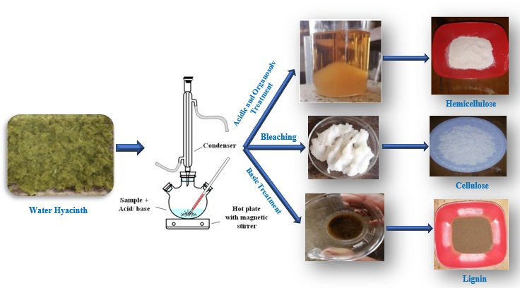 An Investigation of Cellulose, Hemicellulose, and Lignin Co-Extraction from Water Hyacinth 