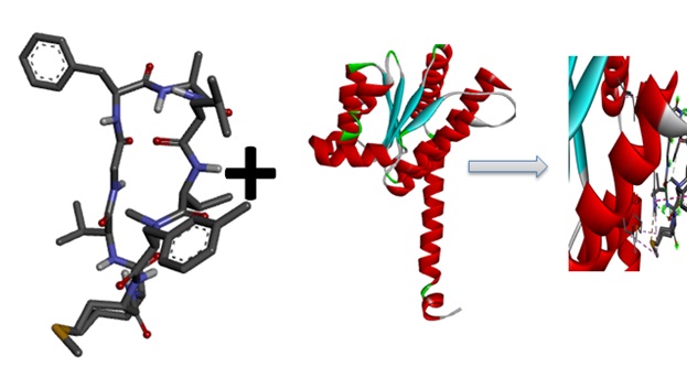Molecular Modeling Insights into Bioactivities of Head-to-Tail Cyclic Peptides: Potential Sedoheptulose-7-Phosphate Isomerase Inhibitors 